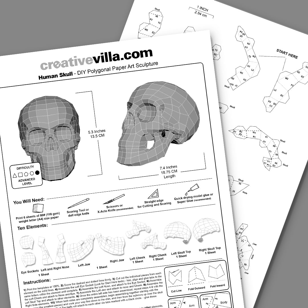 Human Skull Model DIY Low Poly Paper Model Template, Paper Craft